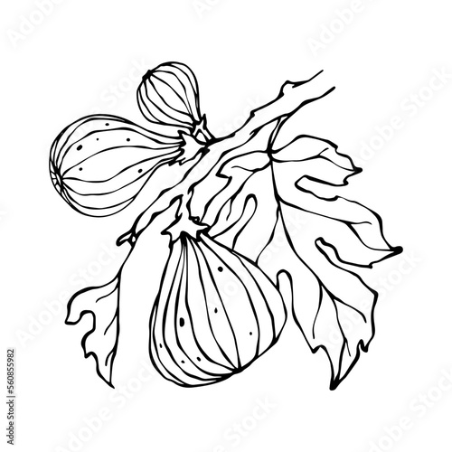Linear sketch of fig branches with fruits and leaves.Vector graphics.