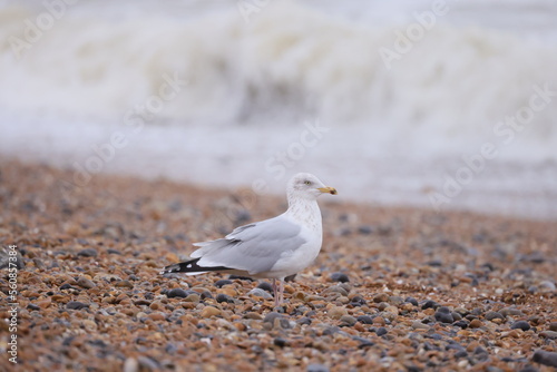Gray-white seagull on the seashore in front of the waves on a pebble beach