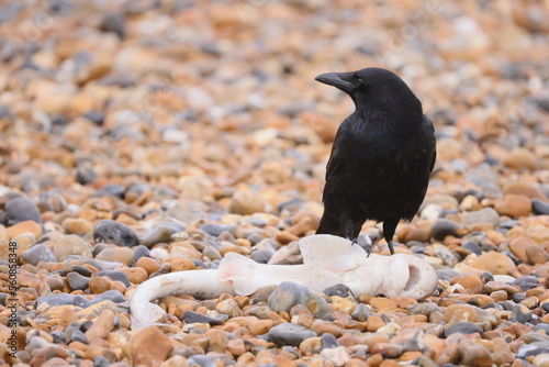 Close up view of a black crow on a rocky beach with a dead fish