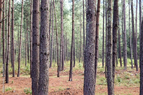 Pine tree trunks in the middle of a forest