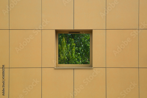 reflection of tree on green window with yellow wall