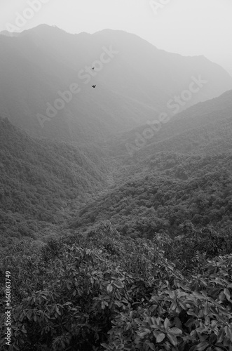 fog in the mountains