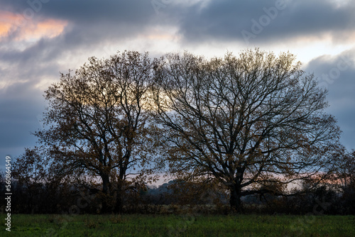 Tree silhouettes in the evening at sunset in winter