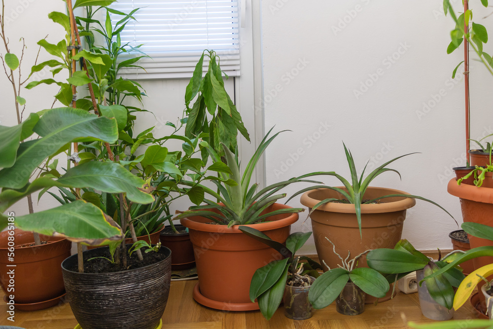 Tropical Paradise in Your Living Room: Indoor Plants for a Lush Home Interior Tropical Paradise in Your Living Room: Indoor Plants for a Lush Home Interior