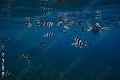 school of fish while doing snorkeling