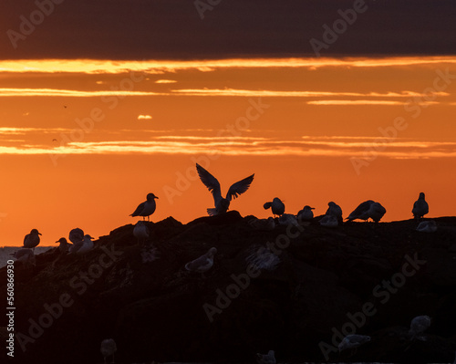 Avon-By-The-Sea  New Jersey  USA - Shore birds and seagulls on the Jetty at sunrise on a calm winter morning.