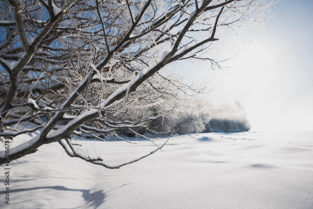 Snow covered bare trees against sky during sunny day Snow covered bare trees against sky during sunny day