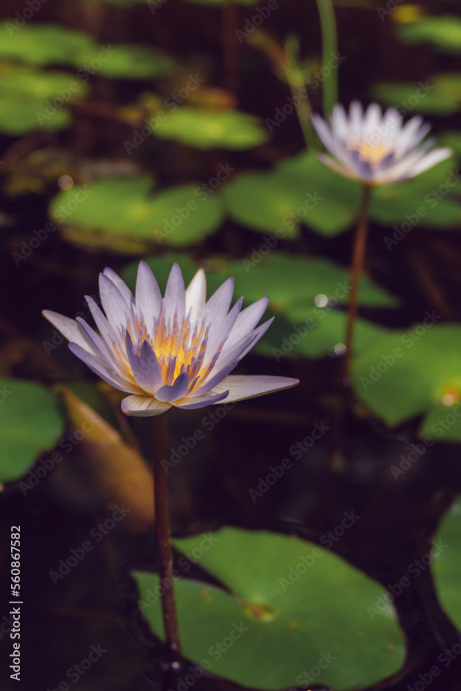 White water lily in the lake, nenuphar White water lily in the lake, nenuphar