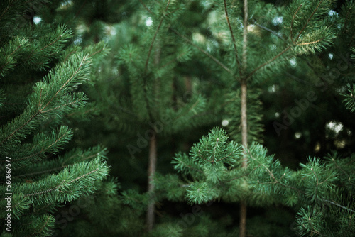Spruce tree branches detail. photo