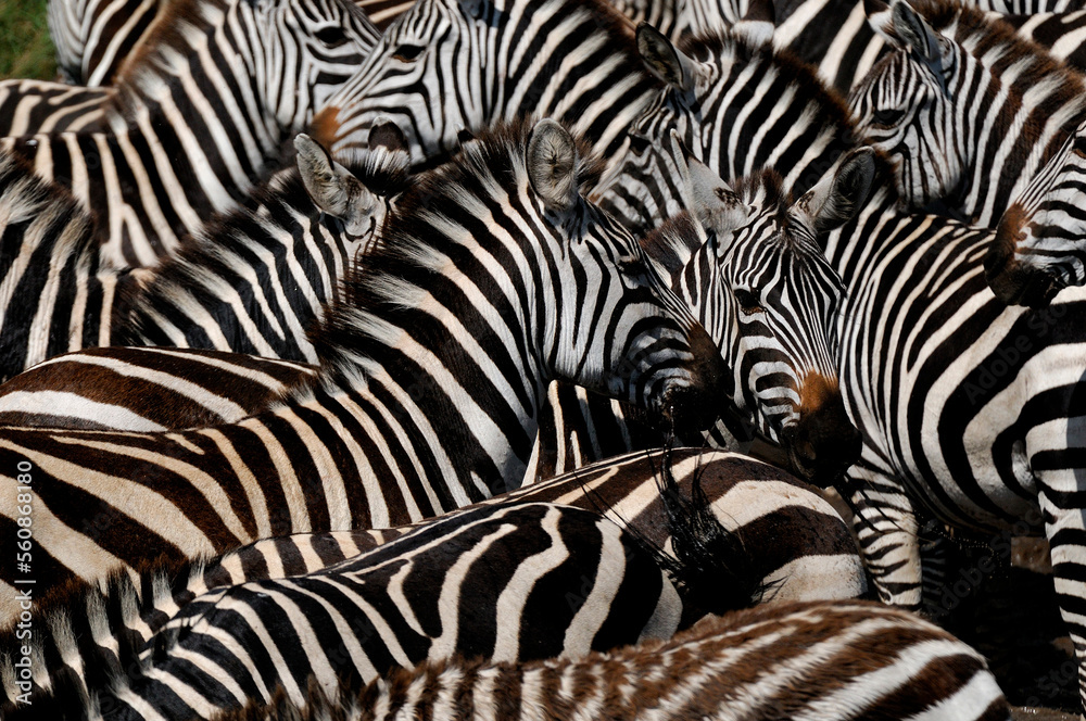 © Cavan Images - zebras going every direction © Cavan Images - zebras going every direction