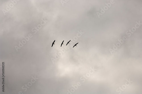 Four pelicans flying in formation in sky over Myrtle Beach, South Carolina. photo