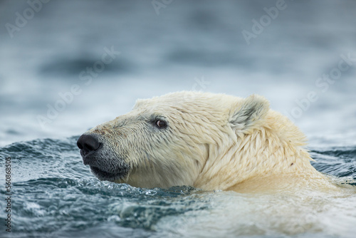 Polar Bear Swimming near Repulse Bay, Nunavut, Canada