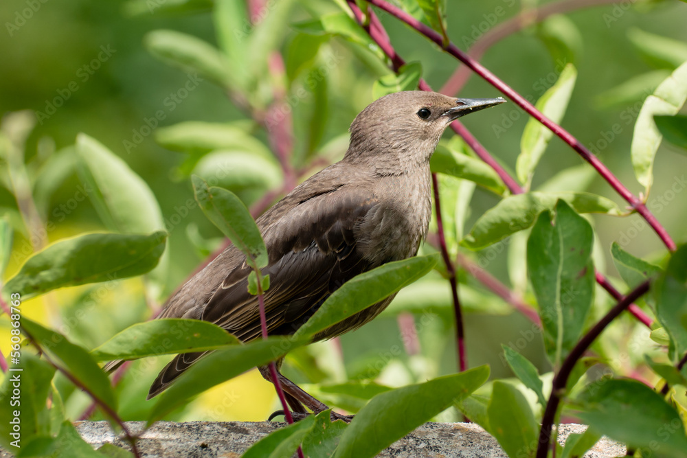 Juvenile starling stood on garden wall in honeysuckle Juvenile starling stood on garden wall in honeysuckle