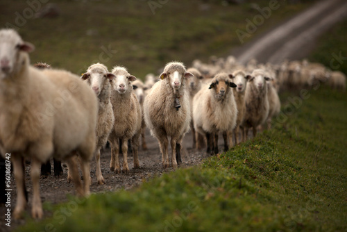 A flock of sheep stands in a meadow in Villaluenga del Rosario, in the Sierra de Grazalema National Park, Cadiz province, Andalusia, Spain