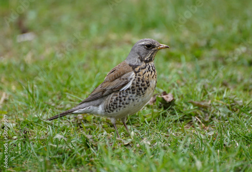 sparrow on grass