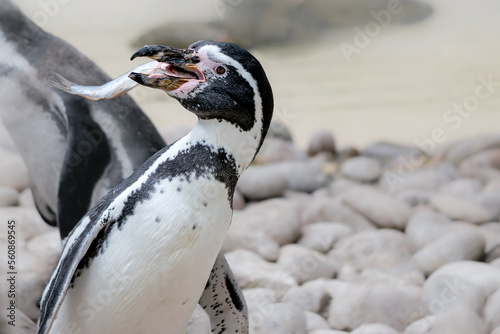 Humboldt penguin catching fish in its mouth