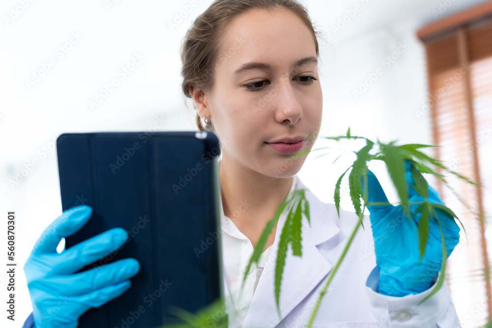 Young scientist female working with Analyzing fresh marijuana in laboratory Young scientist female working with Analyzing fresh marijuana in laboratory