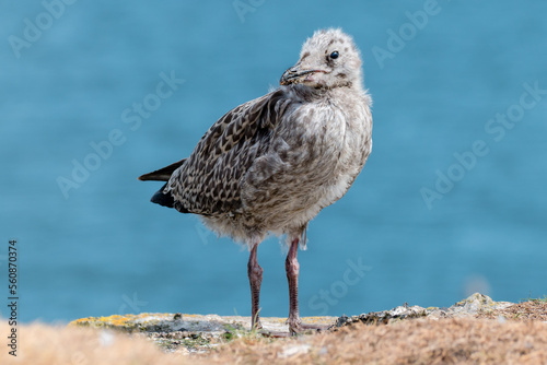 Leinwand Poster Fluffy fledgling gull on cliff