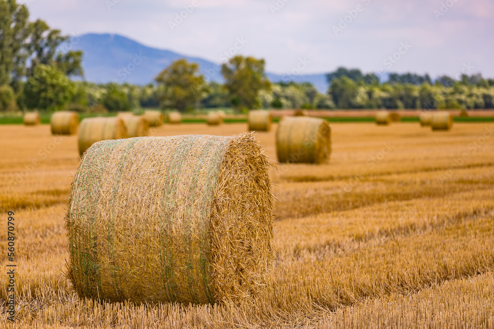 Round bales of hay released on a harvested field after the grain harvest in summer