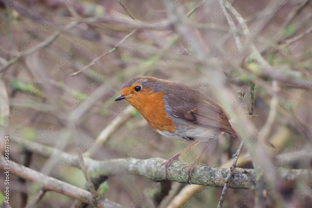 Fototapeta premium A robin hidden in woodland trees