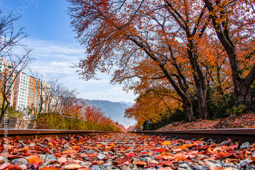 경화역의 가을 Autumn and railroad