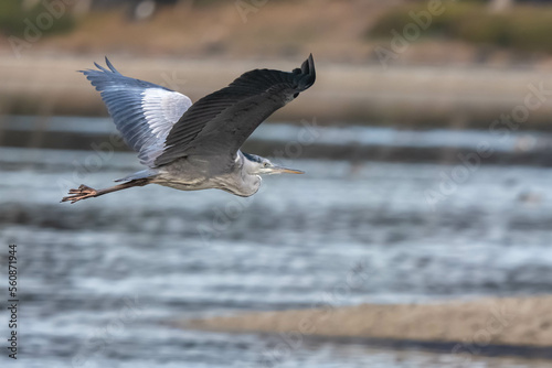 The blue heron is flying 