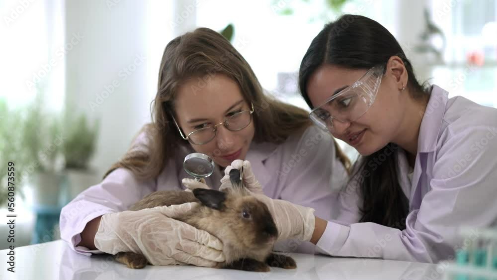 Two young Scientist female doing testing on rabbit in laboratory Two young Scientist female doing testing on rabbit in laboratory