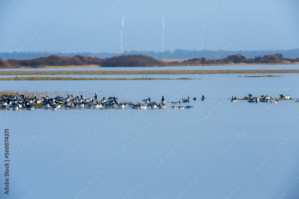 Schwäne und Gänse Schwäne und Gänse