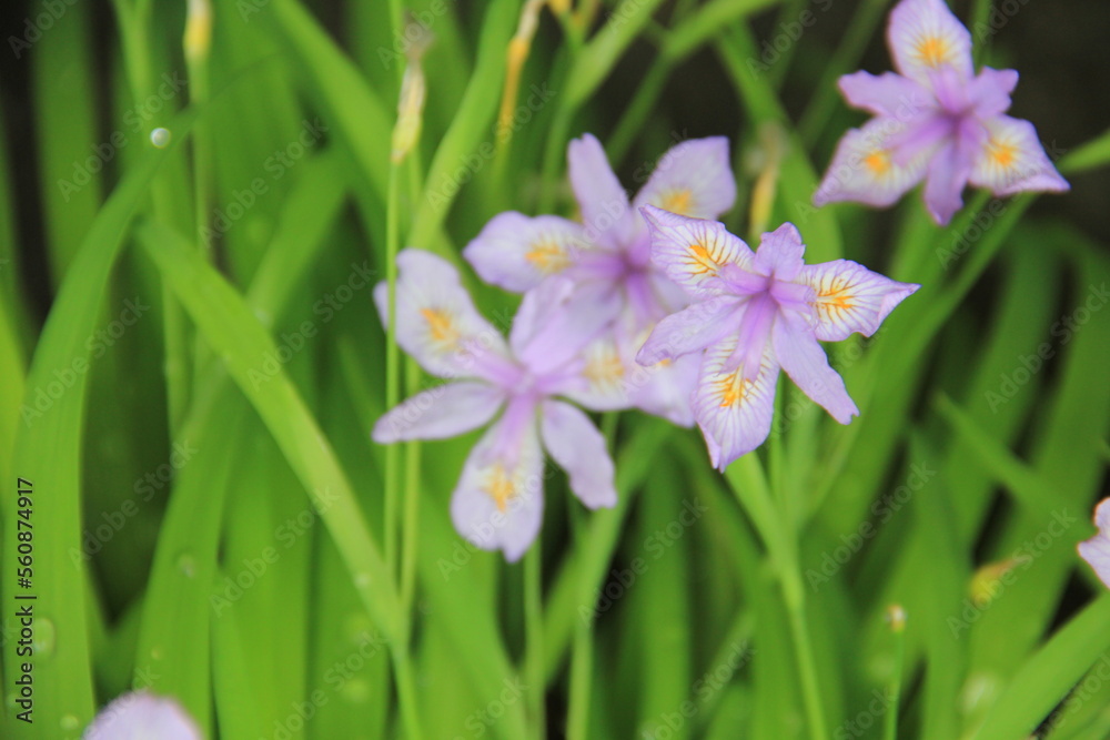 「ヒメシャガ」の花 「ヒメシャガ」の花