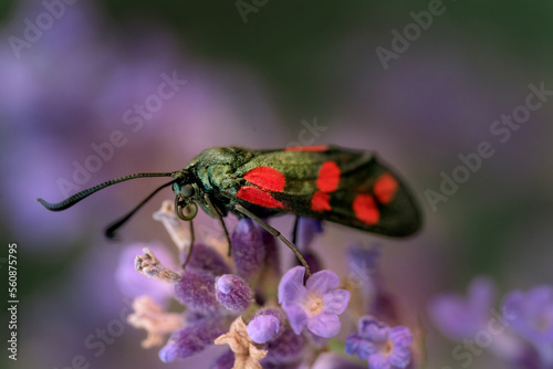 bug on a flower © Mamerta Photography