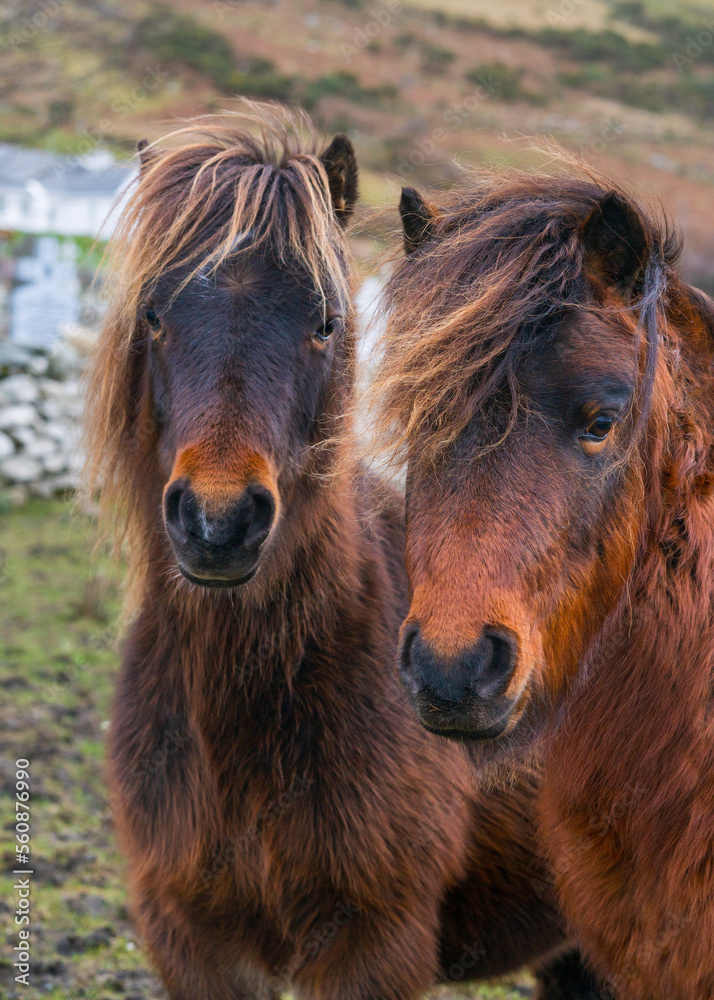 Obraz premium Brown ponies in a field in Ireland