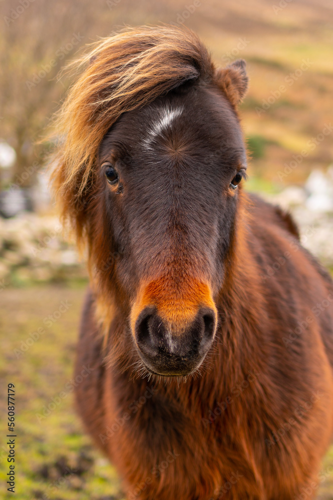 Brown pony in a field in Ireland