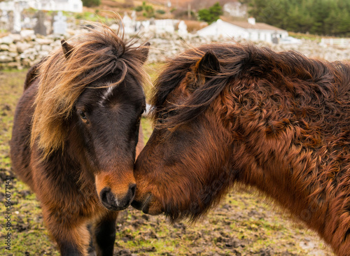 Fototapeta Brown ponies in a field in Ireland