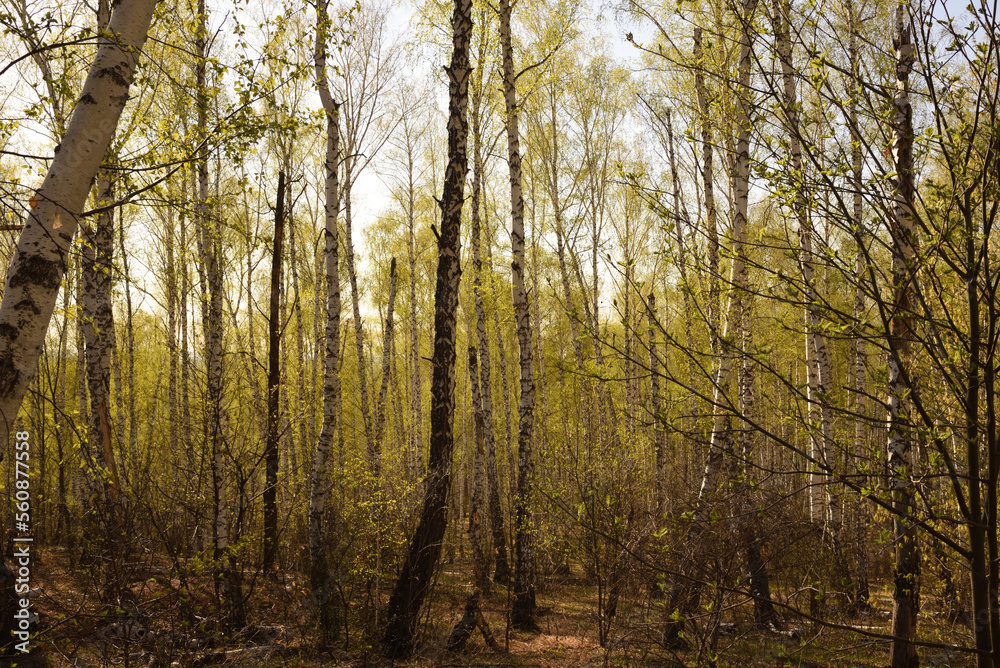 Obraz premium morning in the forest