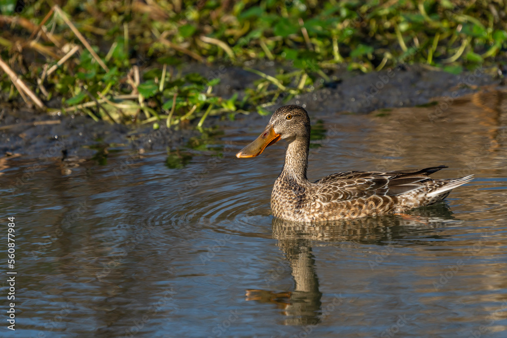 Female Northern Shoveler (Spatula clypeata) Female Northern Shoveler (Spatula clypeata)