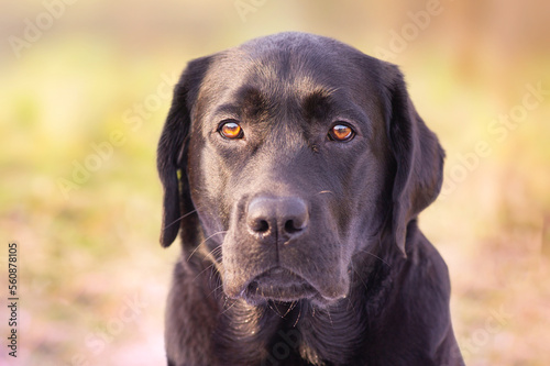 Close-up portrait of a labrador retriever. A pet, an animal. © Lesia
