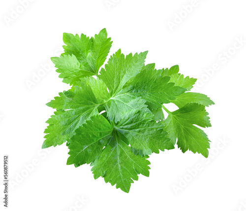 Celery leaf  on  transparent png