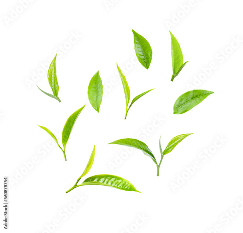 green tea leaf on transparent png