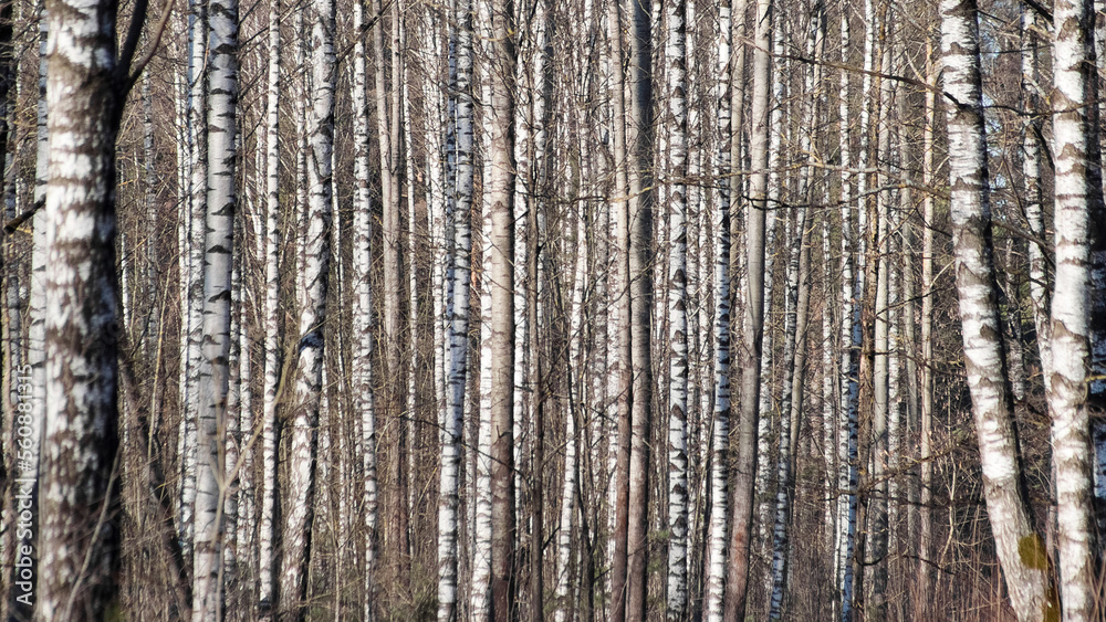 Fototapeta premium forest background, in the photo birch forest in autumn close-up