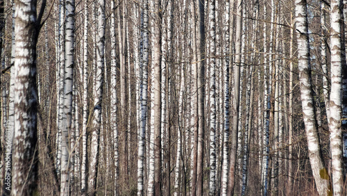forest background, in the photo birch forest in autumn close-up
