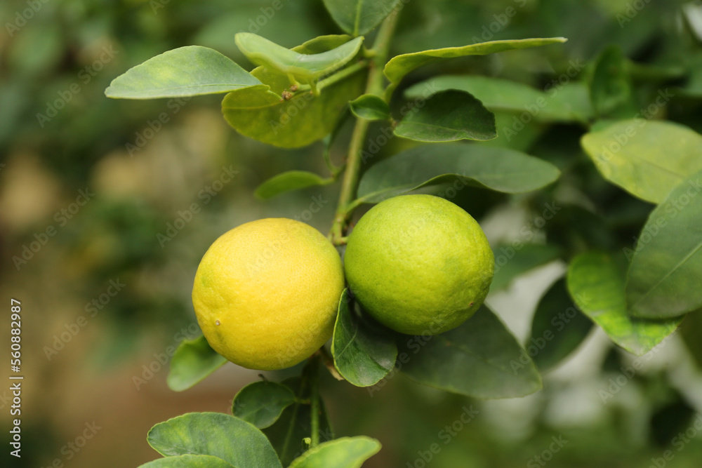 Ripe limes growing on tree branch in garden, closeup