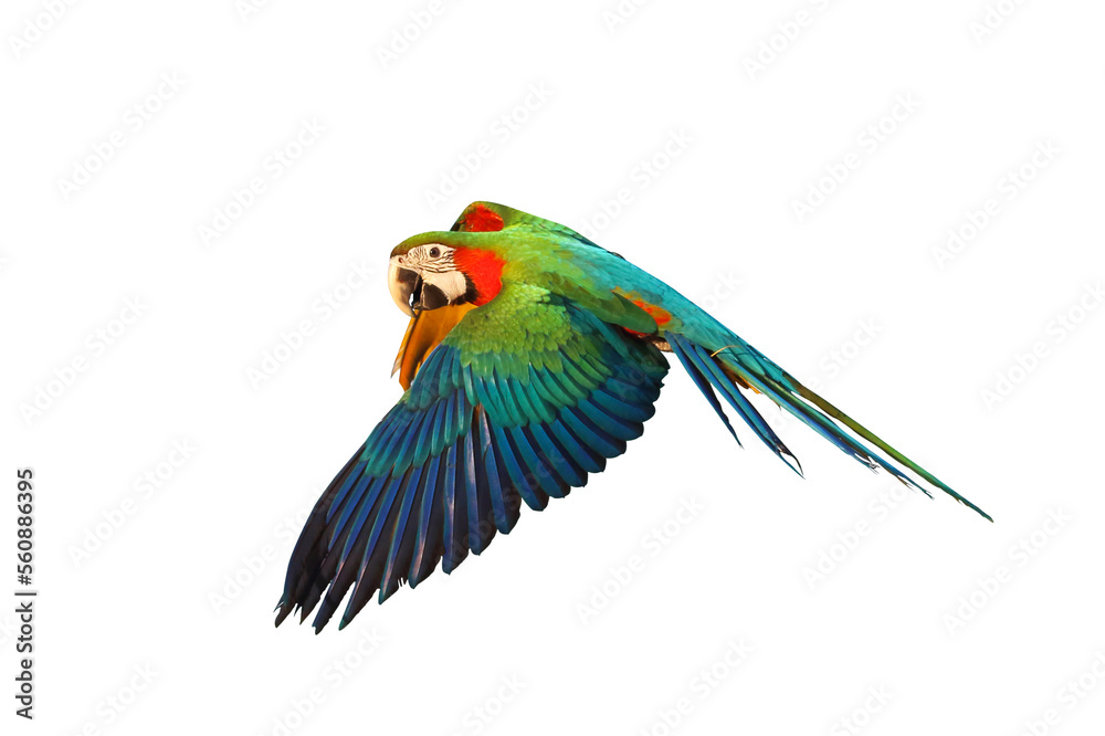 Fototapeta premium Harlequin macaw parrot isolated on transparent background png file