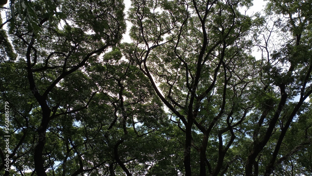tree canopy in the forest tree canopy in the forest
