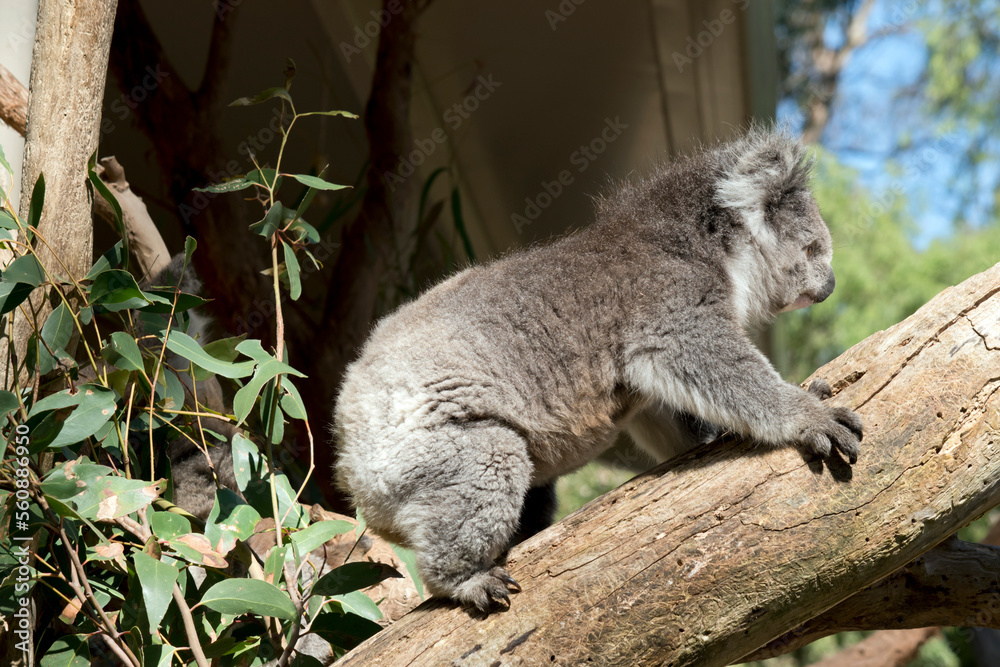 Obraz premium the koala is climbing up a eucalyptus tree