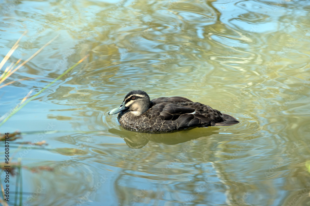 the pacific black duck is swimming in a lake the pacific black duck is swimming in a lake