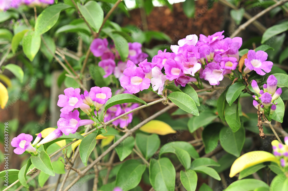 Obraz premium Garlic vine violet flower selective focus point