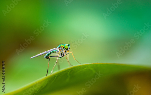 Close up of green long-legged fly or Austrosciapus connexus on green leaf. Insect photo in Thailand, Light nature background, Selective focus.