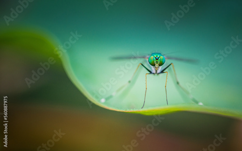 Close up of green long-legged fly or Austrosciapus connexus on green leaf. Insect photo in Thailand, Light nature background, Selective focus. photo