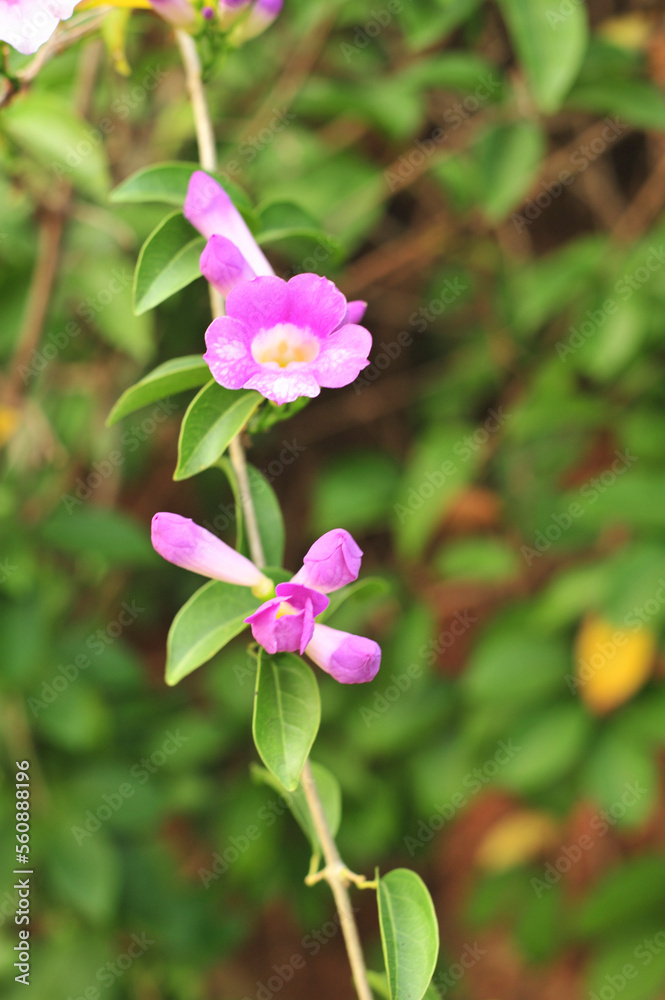 Garlic vine violet flower selective focus point Garlic vine violet flower selective focus point