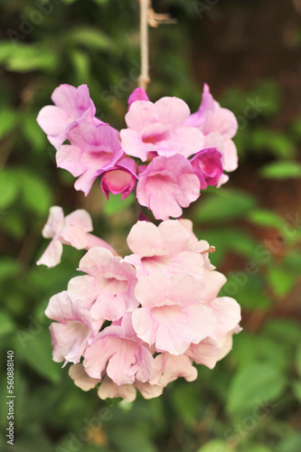 Garlic vine violet flower selective focus point